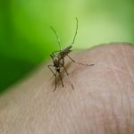 Danas suzbijanje komaraca u pet opština