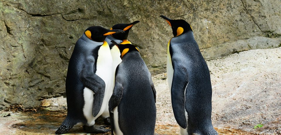 Beo zoo-vrt još uvek bez pingvinarijuma